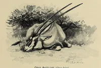 An illustration from Elephant-hunting in East Equatorial Africa : being an account of three years' ivory-hunting under Mount Kenia and among the Ndorobo savages of the Lorogi Mountains, including a trip to the north of Lake Rudolph (1898)