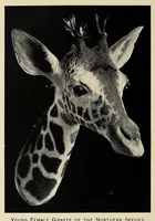 Picture 13 of 14 from Elephant-hunting in East Equatorial Africa : being an account of three years' ivory-hunting under Mount Kenia and among the Ndorobo savages of the Lorogi Mountains, including a trip to the north of Lake Rudolph (1898), leaf 446