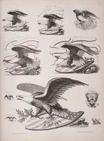 An illustration from Eleventh book of specimens of printing types and every requisite for typographical uses and adornment. (1878)
