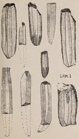 Picture 1 of 3 from El trabajo de la obsidiana en México : ejemplares de la colección arqueológica de la Sociedad mexicana de geografía y estadística (1913), leaf 11