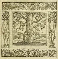An illustration from Andreae Alciati Emblemata (1621)