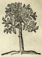 An illustration from Emblemata (1608)