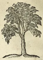 Picture 51 of 51 from Emblemata (1608), leaf 242