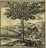 An illustration from Emblemata (1565)
