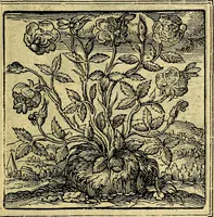 An illustration from Emblemata (1565)