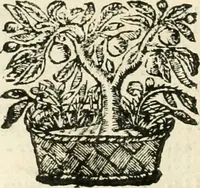 Picture 11 of 232 from Emblemata (1661), leaf 83