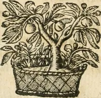 Picture 5 of 232 from Emblemata (1661), leaf 9