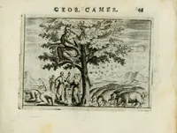 Picture 25 of 99 from Emblemata amatoria Georgii Camerarii (1627), leaf 49