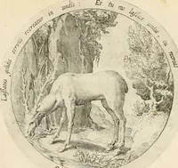 An illustration from Emblemata amatoria, iam demum emendata (1608)