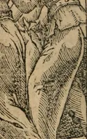 An illustration from Emblemata Andreae Alciati ... (1548)