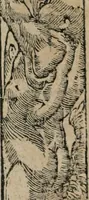 An illustration from Emblemata Andreae Alciati ... (1548)