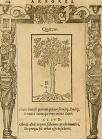 An illustration from Emblemata d'A. Alciati : denuo ab ipso autore recognita ac, quae desiderabantur, imaginibus locupletata : accesserunt noua aliquot ab autore emblemata, suis quoque eiconibus insignita (1550)