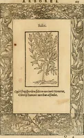 Picture 401 of 416 from Emblemata d'A. Alciati : denuo ab ipso autore recognita ac, quae desiderabantur, imaginibus locupletata : accesserunt noua aliquot ab autore emblemata, suis quoque eiconibus insignita (1550), leaf 218