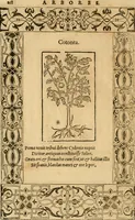 Picture 404 of 416 from Emblemata d'A. Alciati : denuo ab ipso autore recognita ac, quae desiderabantur, imaginibus locupletata : accesserunt noua aliquot ab autore emblemata, suis quoque eiconibus insignita (1550), leaf 221