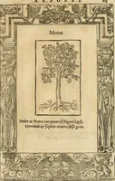 Picture 412 of 416 from Emblemata d'A. Alciati : denuo ab ipso autore recognita ac, quae desiderabantur, imaginibus locupletata : accesserunt noua aliquot ab autore emblemata, suis quoque eiconibus insignita (1550), leaf 226