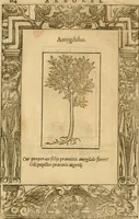 Picture 413 of 416 from Emblemata d'A. Alciati : denuo ab ipso autore recognita ac, quae desiderabantur, imaginibus locupletata : accesserunt noua aliquot ab autore emblemata, suis quoque eiconibus insignita (1550), leaf 227