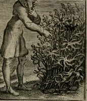 An illustration from Emblemata Florentii Schoonhovii I.C. Goudani : partim moralia partim etiam civilia : cum latiori eorundem ejusdem auctoris interpretatione : accedunt et alia quaedam poëmatia in alijs poematum suorum libris non contenta (1648)