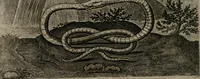 An illustration from Emblemata Florentii Schoonhovii I.C. Goudani : partim moralia partim etiam civilia : cum latiori eorundem ejusdem auctoris interpretatione : accedunt et alia quaedam poëmatia in alijs poematum suorum libris non contenta (1648)