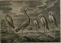 An illustration from Emblemata Florentii Schoonhovii I.C. Goudani : partim moralia partim etiam civilia : cum latiori eorundem ejusdem auctoris interpretatione : accedunt et alia quaedam poëmatia in alijs poematum suorum libris non contenta (1648)