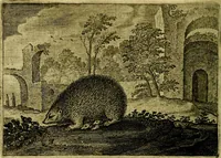 An illustration from Emblemata Florentii Schoonhovii ... partim moralia partim etiam civilia. Cum latiori eorundem ejusdem Auctoris interpretatione. Accedunt et alia quaedam poëmatia in alijs poem̈atum suonum libris non contenta (1648)