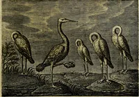 An illustration from Emblemata Florentii Schoonhovii ... partim moralia partim etiam civilia. Cum latiori eorundem ejusdem Auctoris interpretatione. Accedunt et alia quaedam poëmatia in alijs poem̈atum suonum libris non contenta (1648)