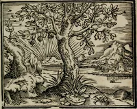 An illustration from Emblemata physico-ethica, hoc est, Naturae morum moderatricis picta praecepta : à Nicolao Taurello Montbelgardensi ... observata, & vario conscripta carmine (1602)