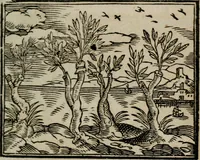 An illustration from Emblemata physico-ethica, hoc est, Naturae morum moderatricis picta praecepta : à Nicolao Taurello Montbelgardensi ... observata, & vario conscripta carmine (1602)