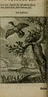 An illustration from Emblemata politica (1632)