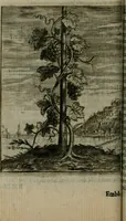 An illustration from Emblemata politica (1632)