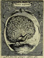 An illustration from Emblemata politica : in aula magna Curiae Noribergensis depicta, quae sacra viritutum suggerunt monita prudenter administrandi fortiterque defendendi rempublicam (1617)