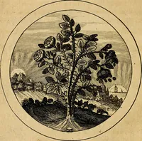An illustration from Emblemata selectiora. Typis elegantissimis expressa, nec non sententiis, carminibus, historiis ac proverbiis, ex scriptoribus cum sacris tum profanis, antiquis & recentioribus, illustrata (1704)