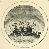 An illustration from Emblemata selectiora : typis elegantissimis expressa, nec non sententiis, carminibus, historiis ac proverbiis, ex scriptoribus cum sacris tum profanis, antiquis & recentioribus, illustrata .. (1704)