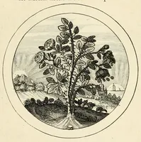 An illustration from Emblemata selectiora : typis elegantissimis expressa, nec non sententiis, carminibus, historiis ac proverbiis, ex scriptoribus cum sacris tum profanis, antiquis & recentioribus, illustrata .. (1704)