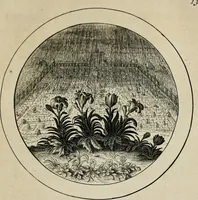 An illustration from Emblemata selectiora : typis elegantissimis expressa, nec non sententiis, carminibus, historiis ac proverbiis, ex scriptoribus cum sacris tum profanis, antiquis & recentioribus, illustrata (1704)