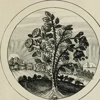 An illustration from Emblemata selectiora : typis elegantissimis expressa, nec non sententiis, carminibus, historiis ac proverbiis, ex scriptoribus cum sacris tum profanis, antiquis & recentioribus, illustrata (1704)