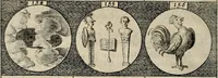 An illustration from Emblemata, sive, Symbola a principibus, viris eeclesiasticis [sic] ac militaribus aliisque vsurpanda : Deuises ou emblemes pour princes, gens d'Eglise, gens de guerre, & aultres (1624)