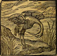 An illustration from Emblemata V.C. Andreae Alciati Mediolanensis iurisconsulti : cum facili & compendiosa explicatione, qua obscura illustrantur, dubiaq́ue omnia soluuntur, (1622)