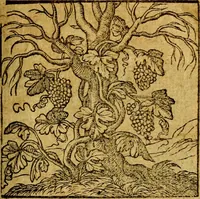 An illustration from Emblemata V.C. Andreae Alciati Mediolanensis iurisconsulti : cum facili & compendiosa explicatione, qua obscura illustrantur, dubiaq́ue omnia soluuntur, (1622)