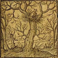 An illustration from Emblemata V.C. Andreae Alciati Mediolanensis iurisconsulti : cum facili & compendiosa explicatione, qua obscura illustrantur, dubiaq́ue omnia soluuntur, (1622)