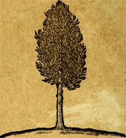 Picture 198 of 213 from Emblemata V.C. Andreae Alciati Mediolanensis iurisconsulti : cum facili & compendiosa explicatione, qua obscura illustrantur, dubiaq́ue omnia soluuntur, (1622), leaf 239