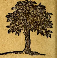 Picture 199 of 213 from Emblemata V.C. Andreae Alciati Mediolanensis iurisconsulti : cum facili & compendiosa explicatione, qua obscura illustrantur, dubiaq́ue omnia soluuntur, (1622), leaf 241