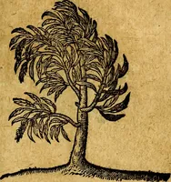 Picture 200 of 213 from Emblemata V.C. Andreae Alciati Mediolanensis iurisconsulti : cum facili & compendiosa explicatione, qua obscura illustrantur, dubiaq́ue omnia soluuntur, (1622), leaf 242