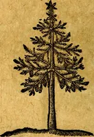 Picture 201 of 213 from Emblemata V.C. Andreae Alciati Mediolanensis iurisconsulti : cum facili & compendiosa explicatione, qua obscura illustrantur, dubiaq́ue omnia soluuntur, (1622), leaf 243