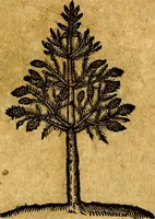 Picture 202 of 213 from Emblemata V.C. Andreae Alciati Mediolanensis iurisconsulti : cum facili & compendiosa explicatione, qua obscura illustrantur, dubiaq́ue omnia soluuntur, (1622), leaf 244