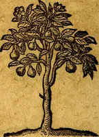 An illustration from Emblemata V.C. Andreae Alciati Mediolanensis iurisconsulti : cum facili & compendiosa explicatione, qua obscura illustrantur, dubiaq́ue omnia soluuntur, (1622)