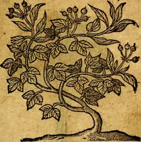 An illustration from Emblemata V.C. Andreae Alciati Mediolanensis iurisconsulti : cum facili & compendiosa explicatione, qua obscura illustrantur, dubiaq́ue omnia soluuntur, (1622)