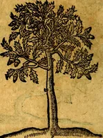 An illustration from Emblemata V.C. Andreae Alciati Mediolanensis iurisconsulti : cum facili & compendiosa explicatione, qua obscura illustrantur, dubiaq́ue omnia soluuntur, (1622)
