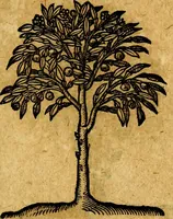Picture 206 of 213 from Emblemata V.C. Andreae Alciati Mediolanensis iurisconsulti : cum facili & compendiosa explicatione, qua obscura illustrantur, dubiaq́ue omnia soluuntur, (1622), leaf 248