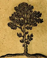Picture 207 of 213 from Emblemata V.C. Andreae Alciati Mediolanensis iurisconsulti : cum facili & compendiosa explicatione, qua obscura illustrantur, dubiaq́ue omnia soluuntur, (1622), leaf 249