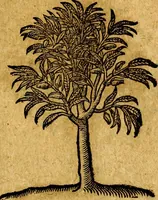 An illustration from Emblemata V.C. Andreae Alciati Mediolanensis iurisconsulti : cum facili & compendiosa explicatione, qua obscura illustrantur, dubiaq́ue omnia soluuntur, (1622)